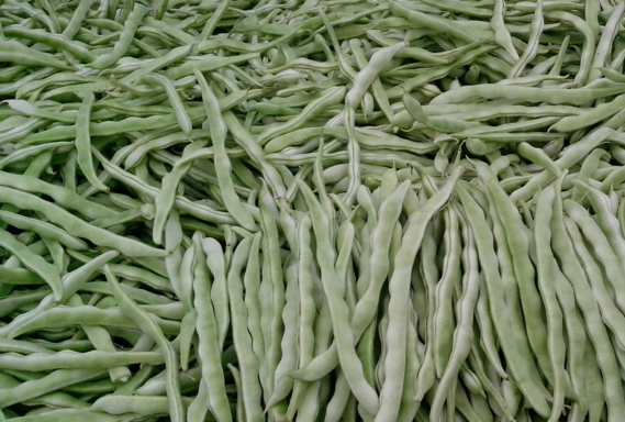 芸豆高产优质靠的就是这一招你做对了吗