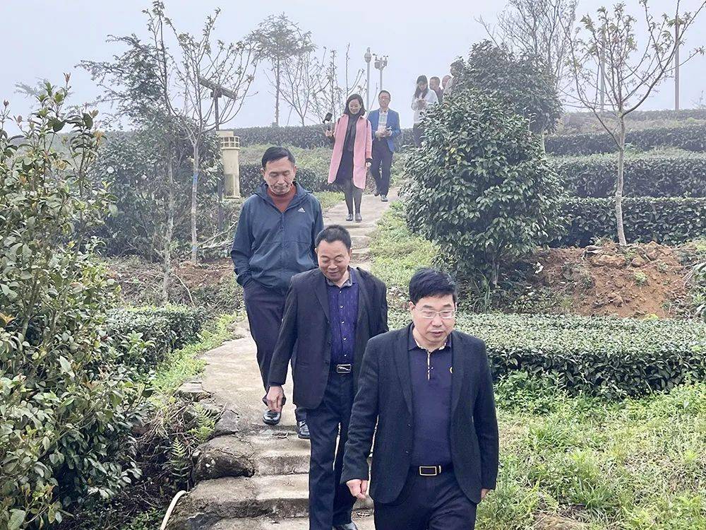 不负春光不负茶厦门市茶叶学会赴漳州考察交流