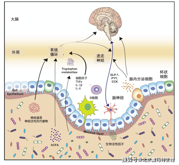 肠脑轴里的迷走神经是如何作用于身体