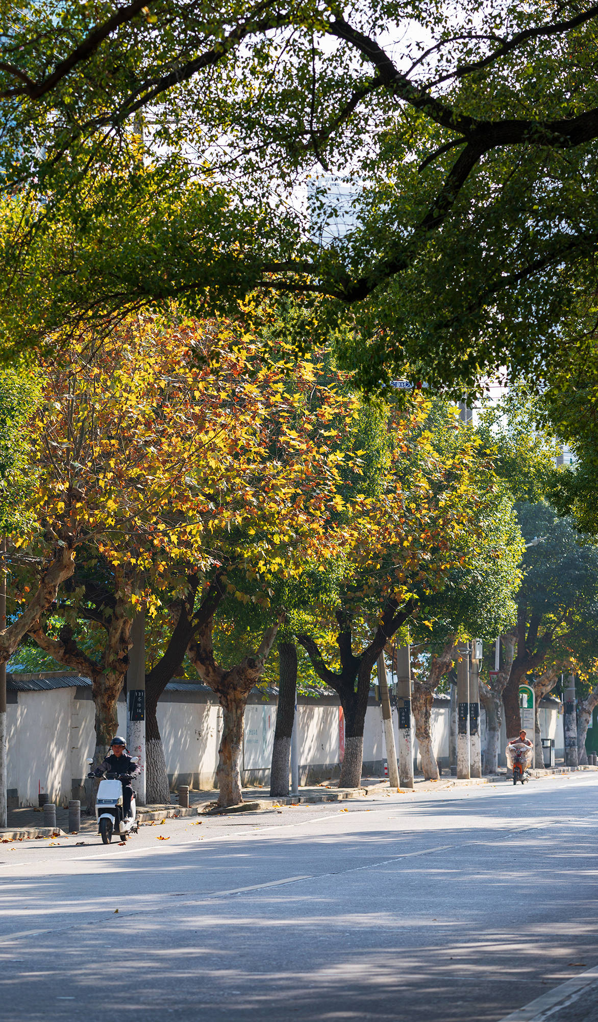 法桐秋天图片