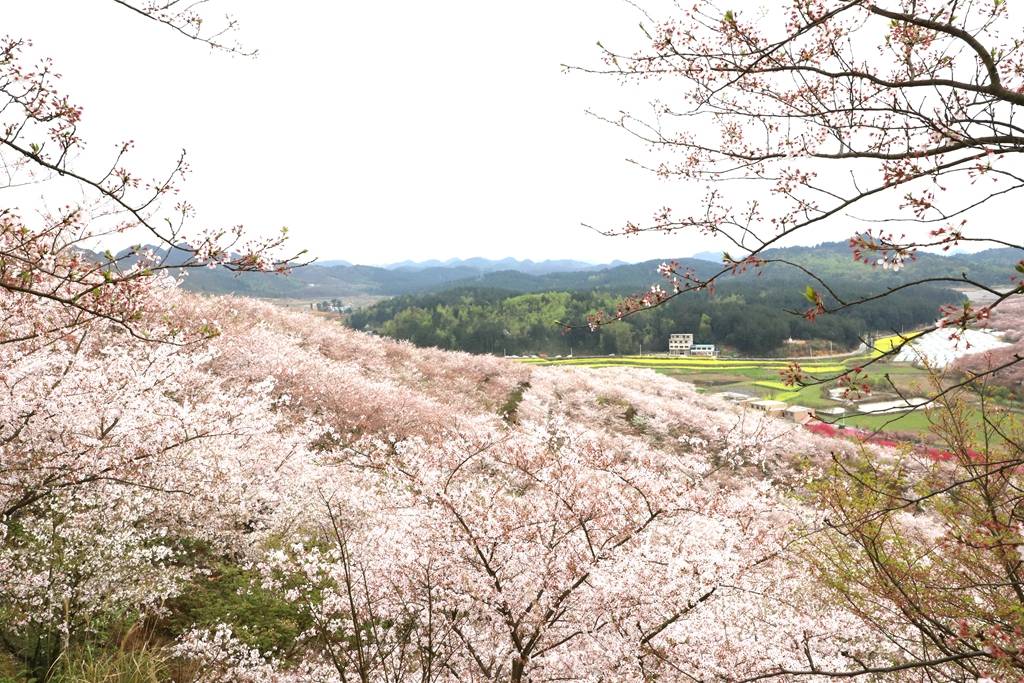 市州联动报道①丨安顺花样经济奏响乡村振兴春之曲