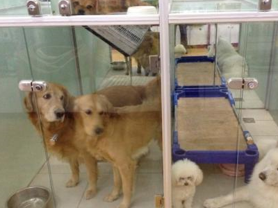 养宠被宠物店坑的见得多了,坑宠物店的你见过吗?_主人_狗狗_店家