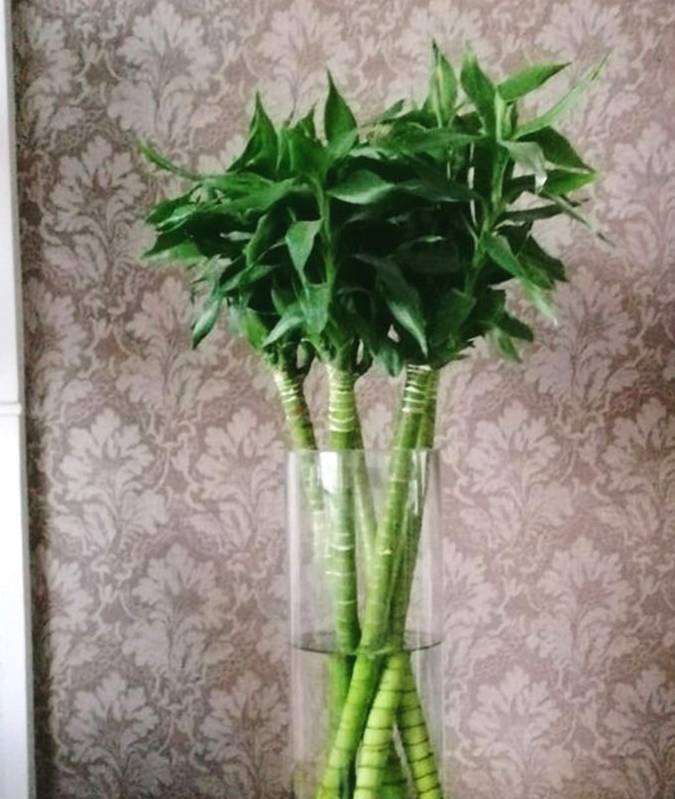 富贵竹也爱吃醋?多吃好像长得更好了!_花友_醋酸_溶液