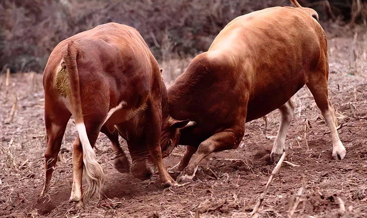 原创曹丕看见两头牛打架让曹植作诗诗中不能出现牛结果流传千古