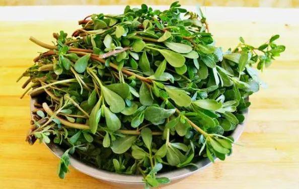 原创马齿苋是个宝用来煮水喝或帮助解决5个问题早了解早好