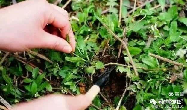 仅一个春天,就熏绿了尘世与神界的道路.