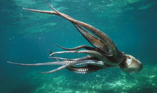 原创太神奇章鱼记住保安换班时间越狱只为把其他鱼类当宵夜