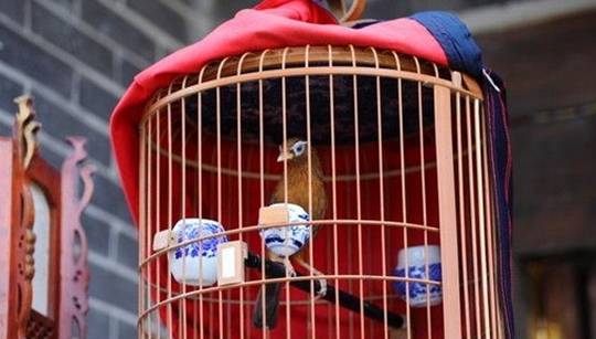 如何训练画眉鸟打斗打斗前这几点需注意