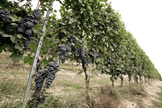 认识葡萄品种:意大利第二大品种,巴贝拉barbera