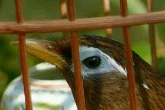 原创画眉鸟的笼衣怎么用