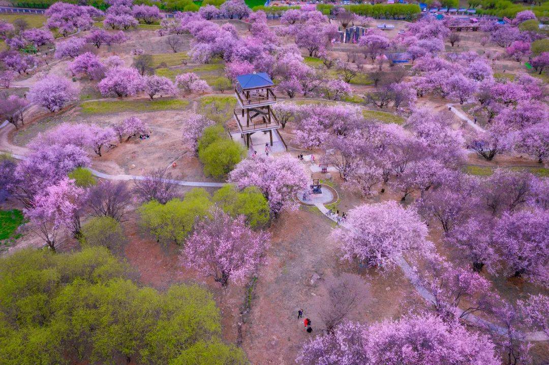 林芝最佳旅游季节图片