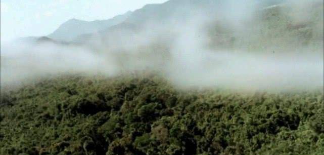 被美军大规模使用的"生化武器"橙剂,是专为越南战争发明的吗?_除草剂_