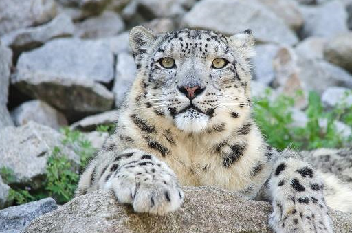 原创雪豹国家一级保护动物善于隐藏图4的雪豹太难找了