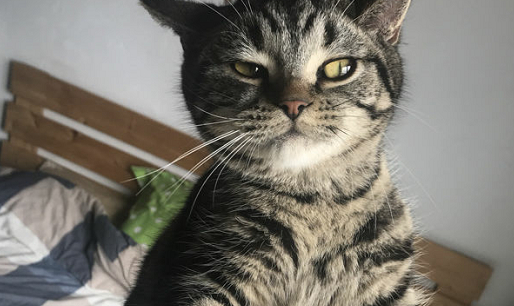 原创在国外售价800美金的狸花猫成为了流浪猫的代表为什么