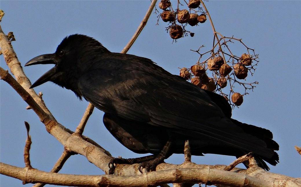 原创故宫里为什么有那么多乌鸦难道跟清朝灭亡有关