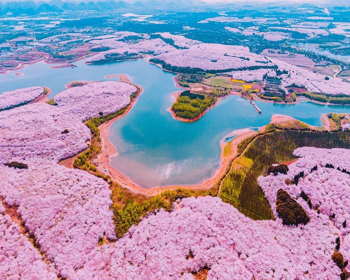 贵州平坝花海图片