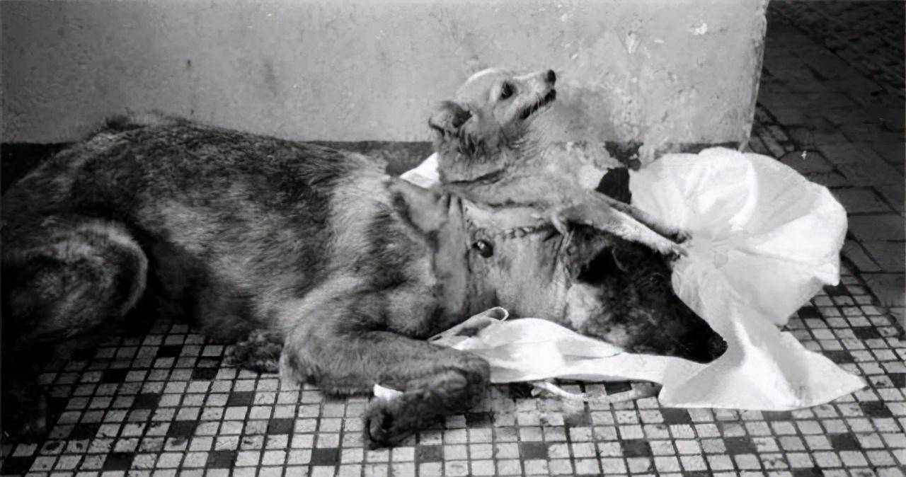 原创揭秘前苏联做的狗头实验狗头在体外循环系统维持下生存了几小时