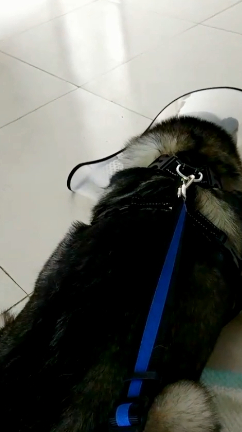 原创原来调皮捣蛋的二哈也会哭简直是成精了不过它哭了主人却笑了