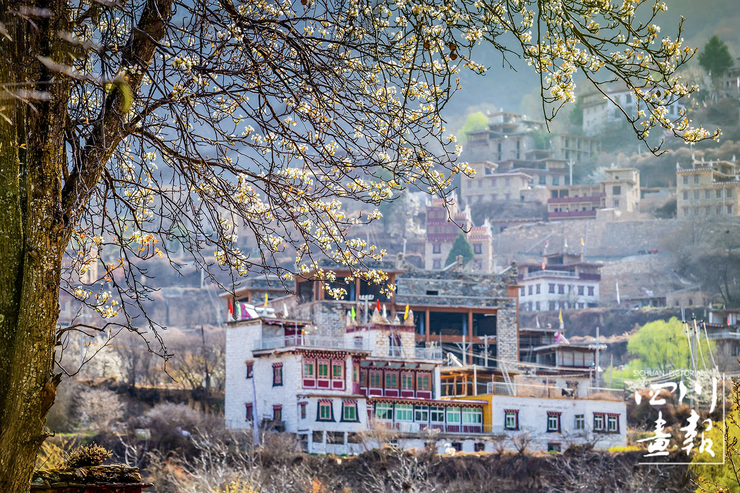 画卷天府百花迎春丹巴2024美人谷梨花春赏季活动精彩开启