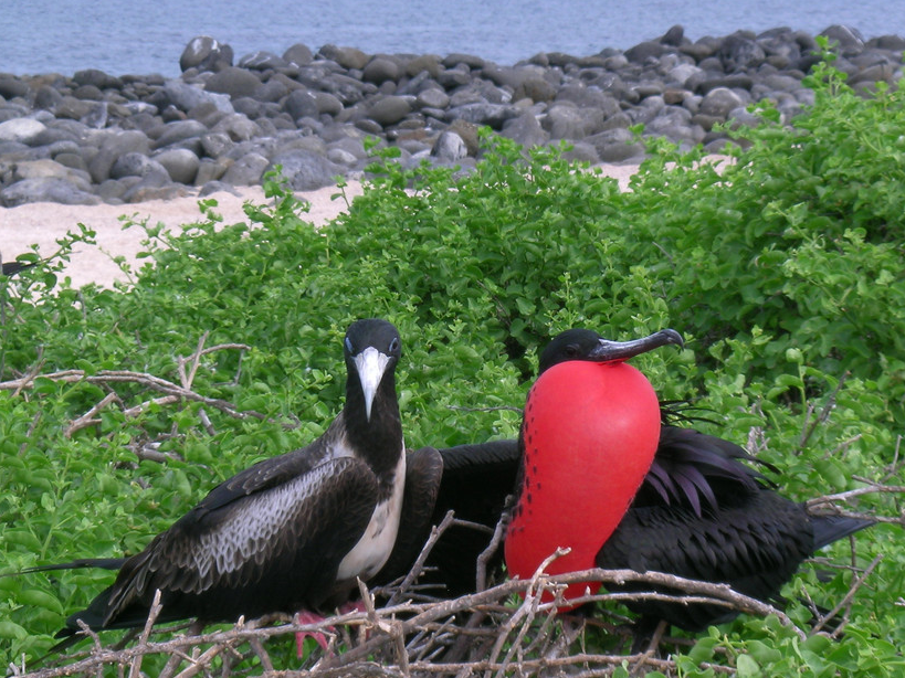 飞行速度最快的鸟,飞飞停停半年可绕地球一周,捕猎本领却很差劲_食物_