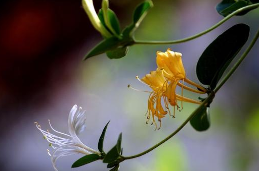 山豆根_分析_功效