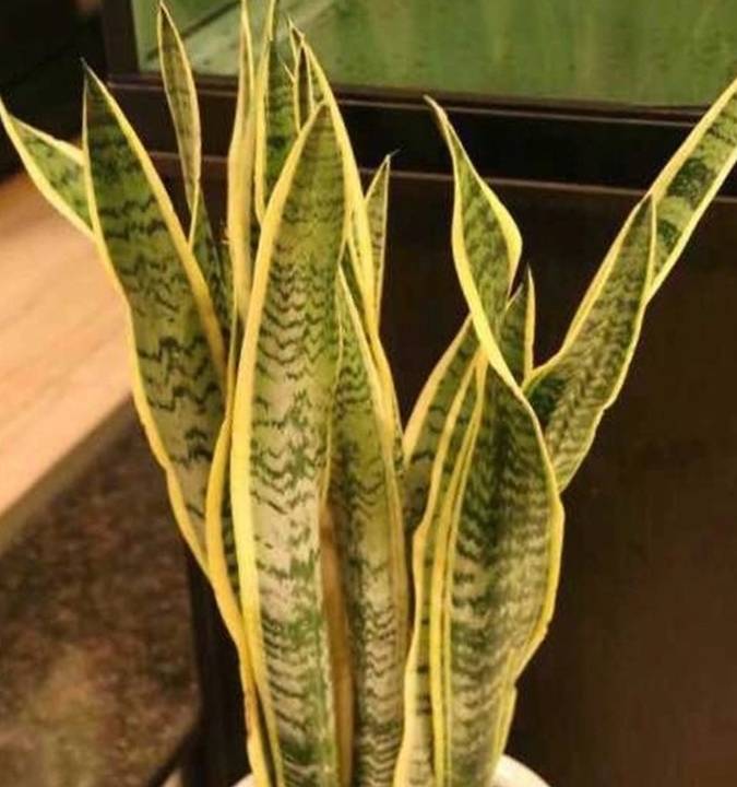 原创虎皮兰用它养30天小芽窜满盆半年叶片不萎蔫呼呼窜上墙