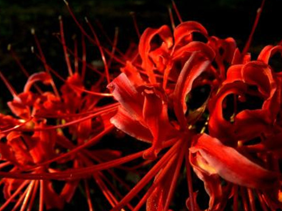 彼岸花的由来,又有着一个怎样的传说_地狱_死亡_沙华