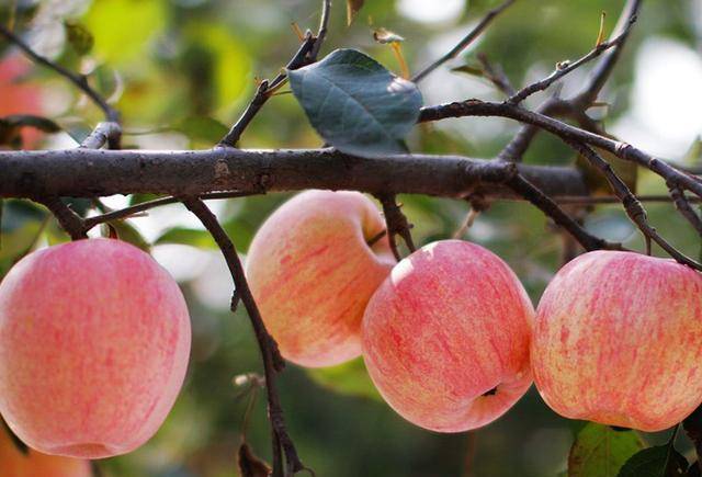 中国苹果产量占全球一半,可它竟是"外来物种",仅有百年历史_水果_林檎