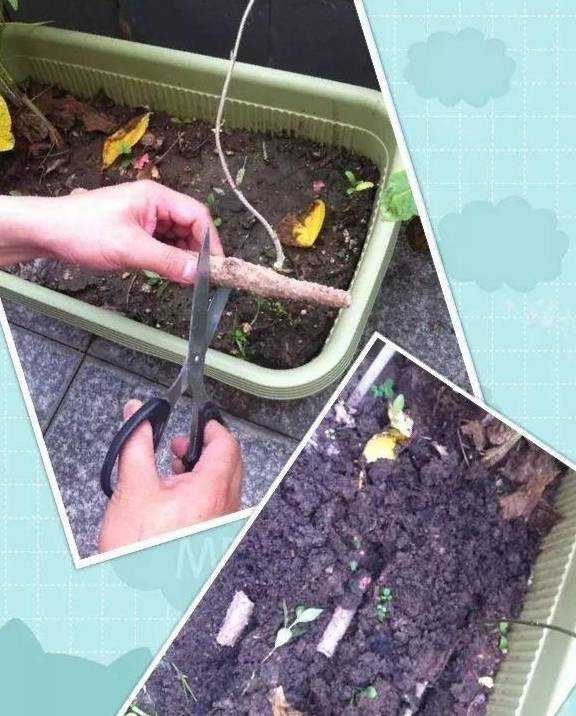 山药_花盆里_花生