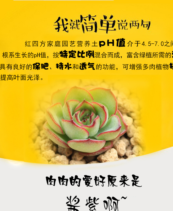 您需要的是一袋好土:红四方多肉营养土,含有火山石,珍珠岩,松树皮