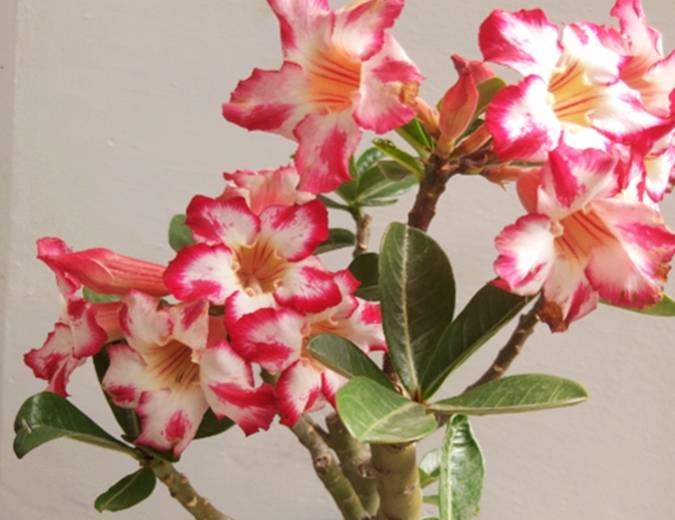 这3种"耐旱花",适合懒人养,省力又省时,很容易开花_花友_养殖_花卉