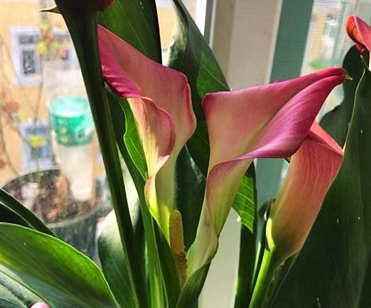 原创马蹄莲喜阳光养护注意这几点开花大又艳