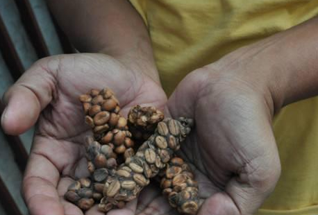 猫屎咖啡从何而来制作过程曝光网友口下留情吧