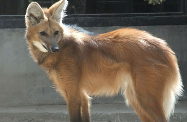 原创鬃狼这种犬科动物你听说过吗如此霸气的动物