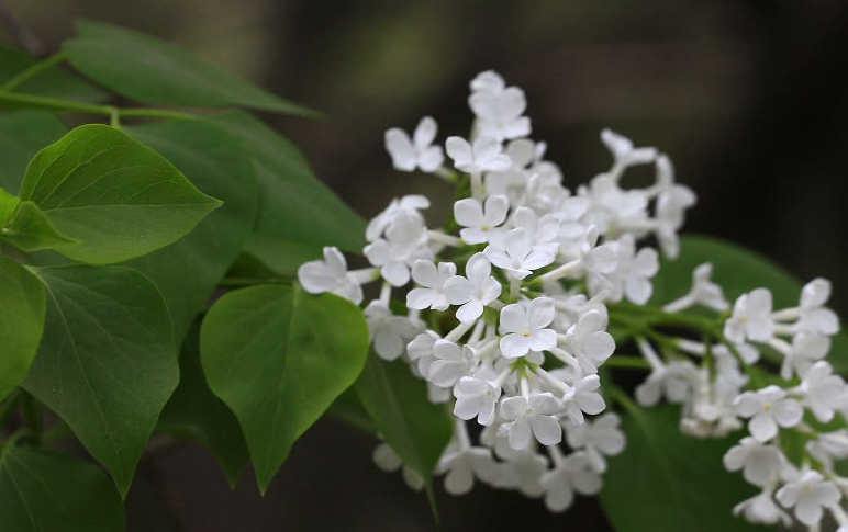 养胃吃什么?天然的"养胃花"晒干后泡水喝,养胃护胃,暖暖的_丁香花_物