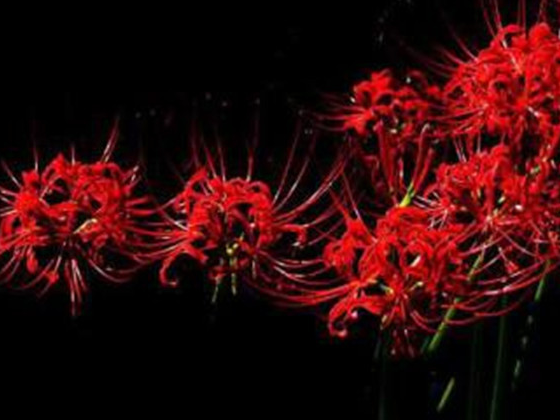 原创彼岸花的由来又有着一个怎样的传说