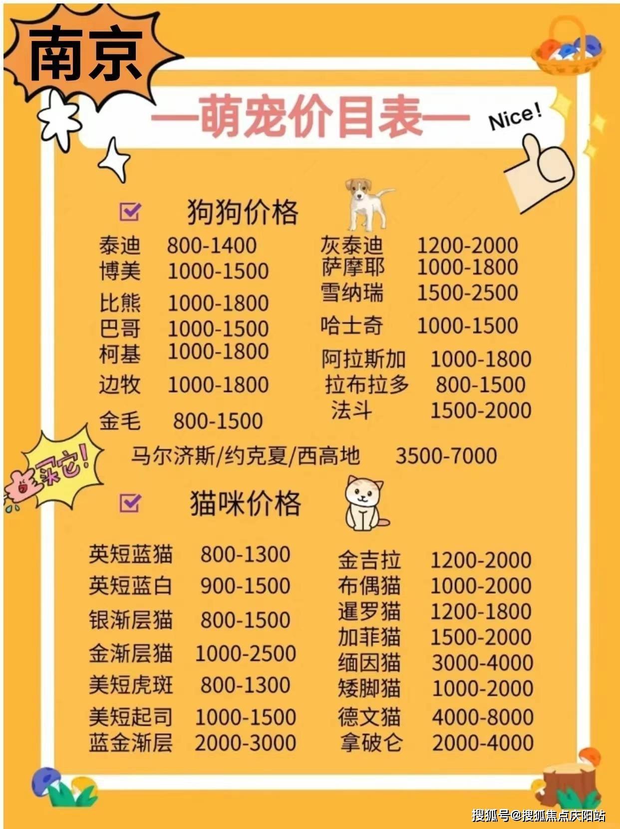 (湖州)哪里可以买到萨摩耶丨湖州哪里可以买到萨摩耶_宠物_猫咪_都会