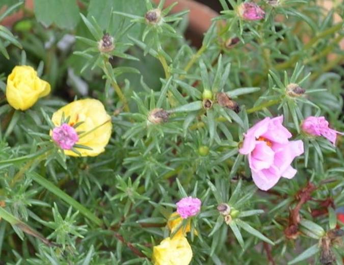 这3种"耐旱花",适合懒人养,省力又省时,很容易开花_花友_养殖_花卉