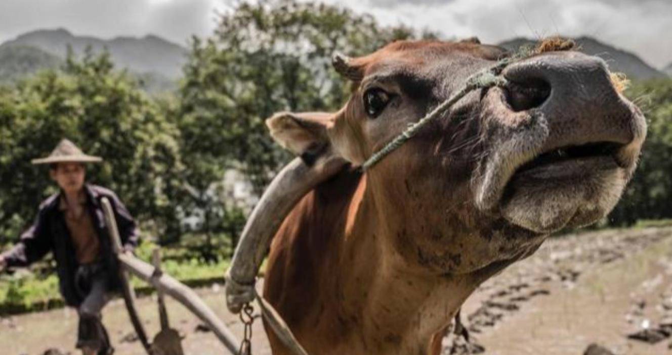 原创农夫报案牛舌头被人偷了包拯把牛宰了小偷自己会来自首