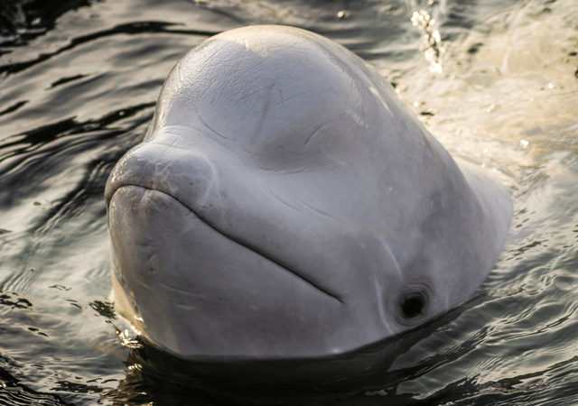 原创科学家发现白鲸似乎会改变头部的形状来交流这是什么意思