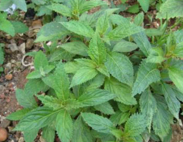 没错,土黄连也叫作溪黄草,在其他的地方土黄连还有山羊面,熊胆草,血风