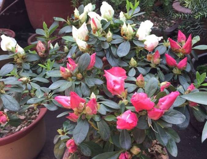 这3种耐旱花适合懒人养省力又省时很容易开花