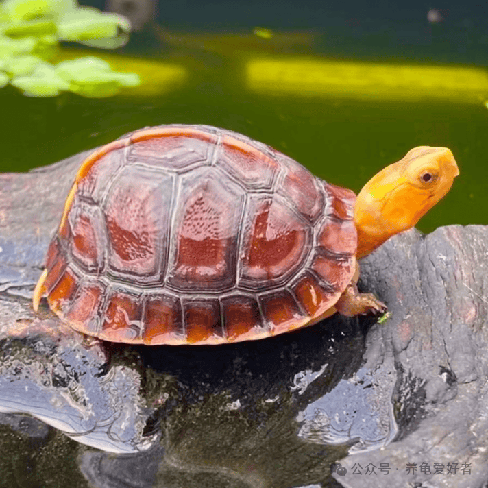 原创那些不为人知的小秘密颠覆我的旧观念养龟得记首功