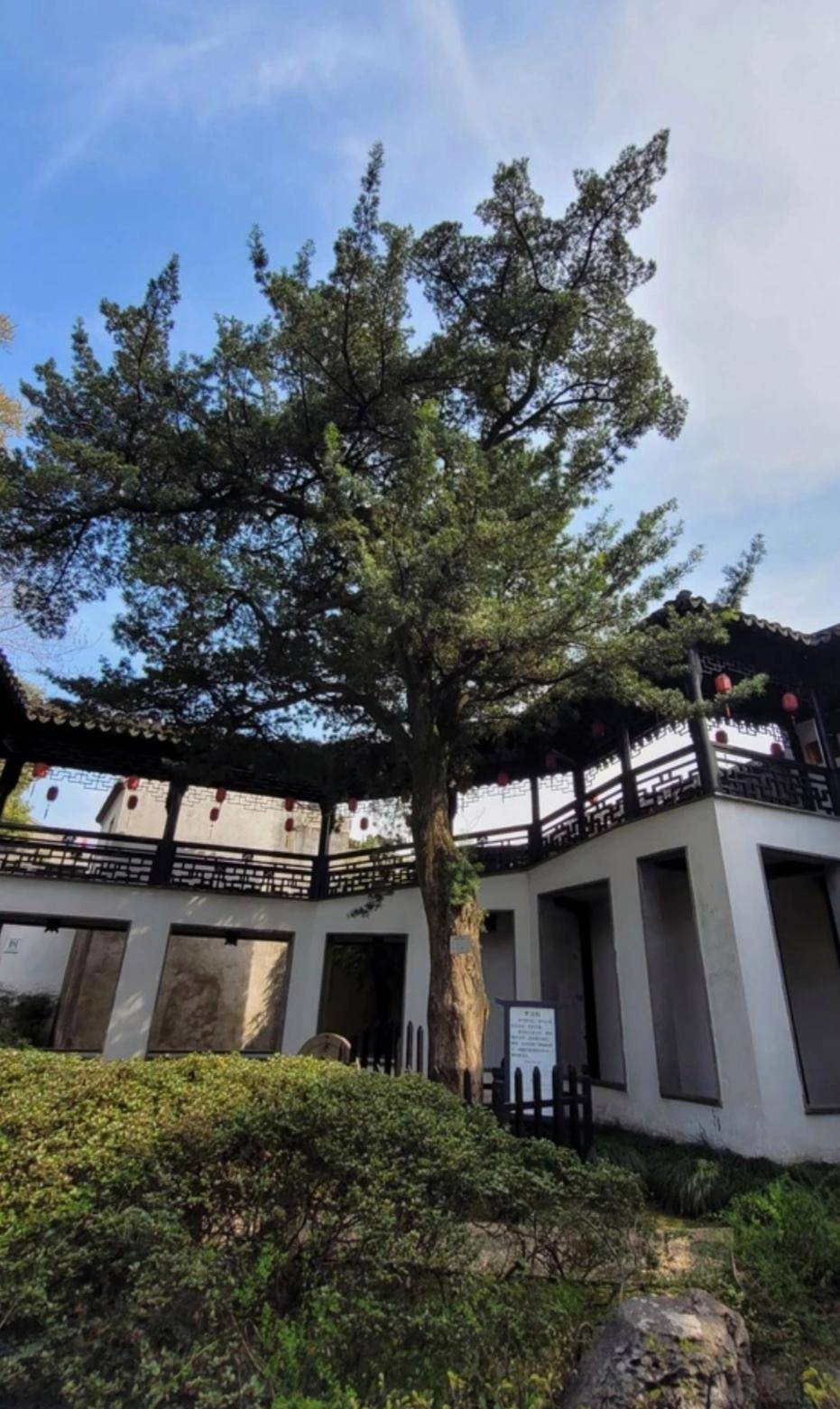 原创上海金山亭林古松园隐藏在都市中的魅力园林