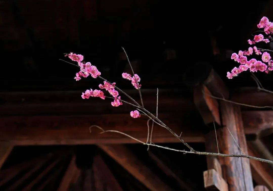 周末好时光来闵行就对了抓住梅花的尾巴