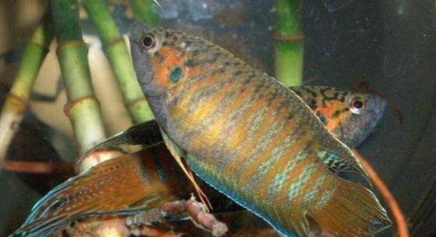 原创干挖一个湖泊为何几年后能自动生新鱼原来是有科学依据的