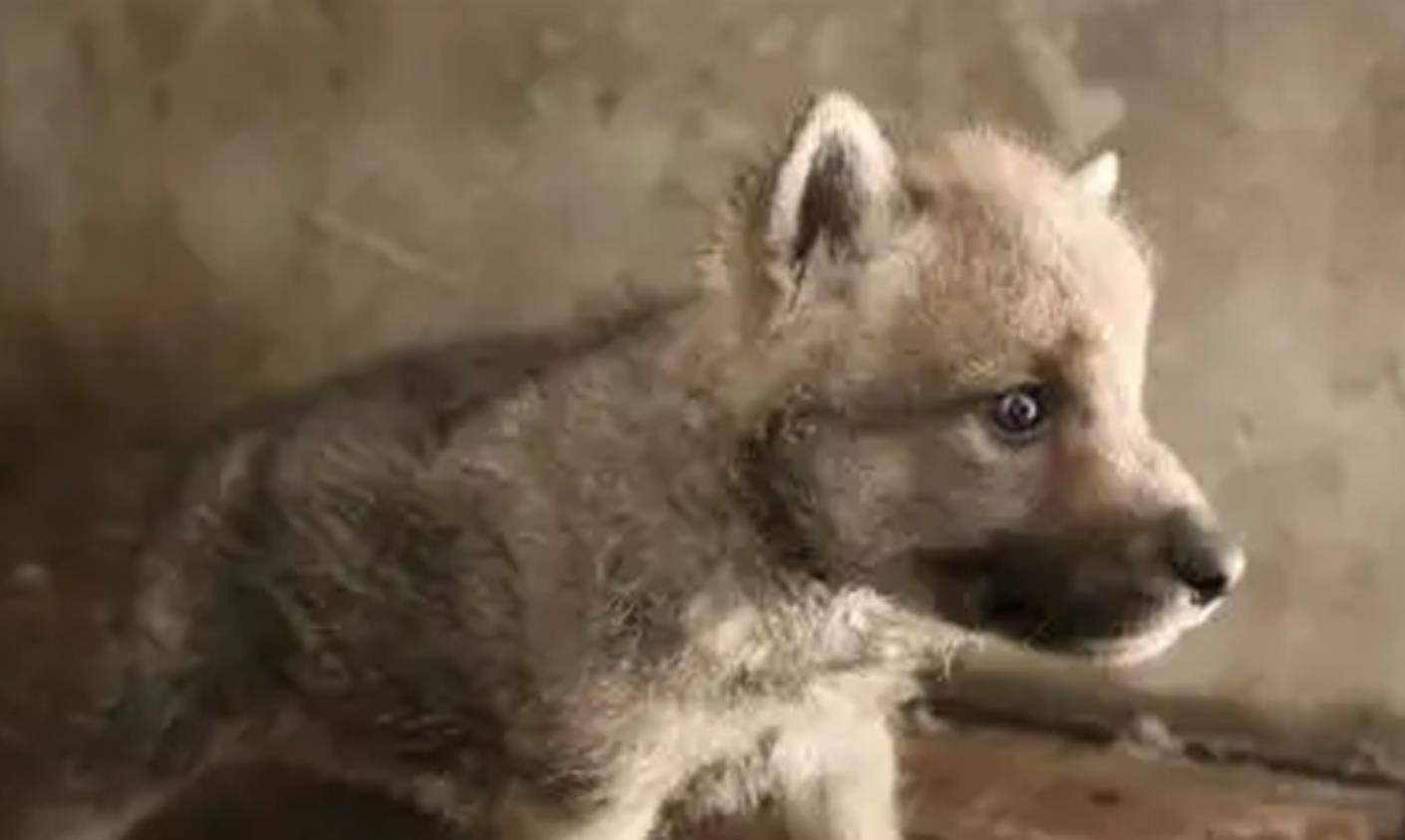 原创2006年济源男子养了一只小狗越养越不对劲专家鉴定后傻眼