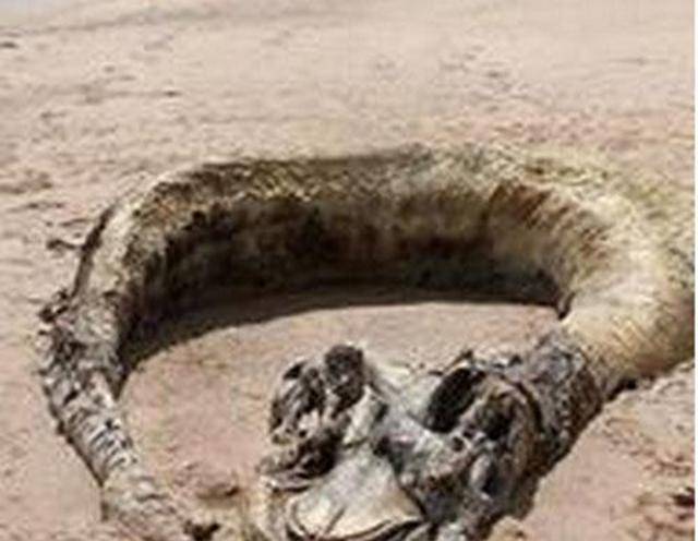 原创真龙现身当年营口坠龙人证物证具在为何专家推翻论据