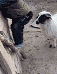 搞笑gif:媳妇,你煮的这锅面都成烧面了