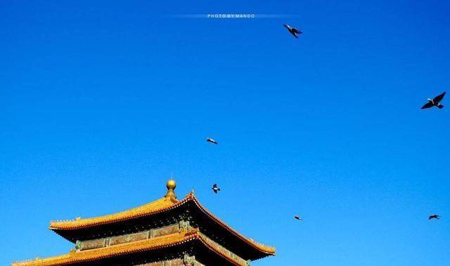 故宫的房顶从来没有鸟粪,六百年来为何如此干净?_鸟儿_地方_屋顶